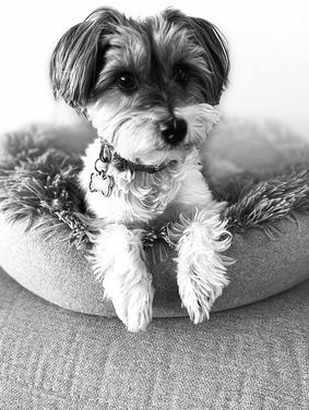 Lydia's studio companion resting in her bed